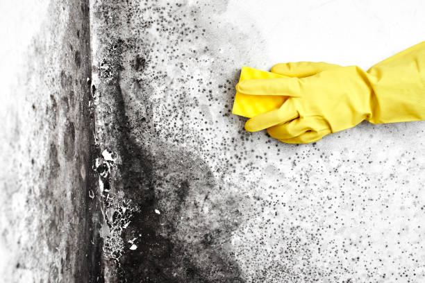 Best Residential Mold Removal  in Eunice, NM