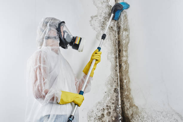 Best Office Mold Removal Services  in Eunice, NM