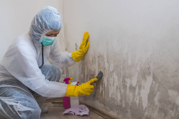 Professional Mold Removal in Eunice, NM