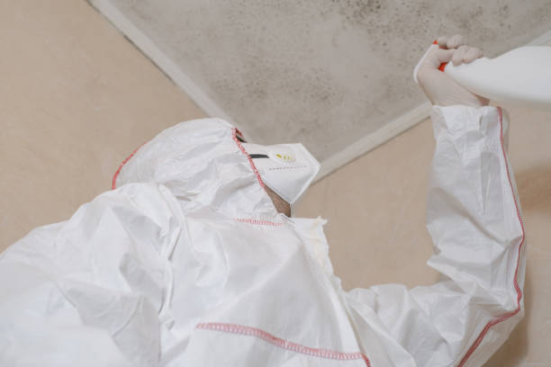 Best Attic Mold Removal  in Eunice, NM
