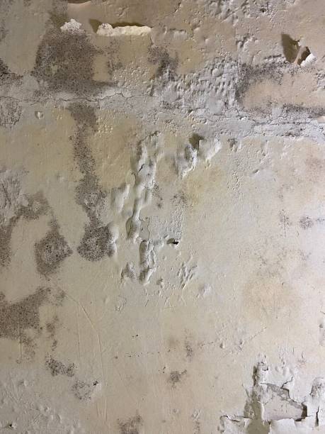 Best Commercial Mold Removal  in Eunice, NM