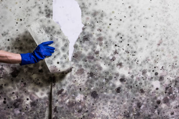 Best Local Mold Removal Service  in Eunice, NM